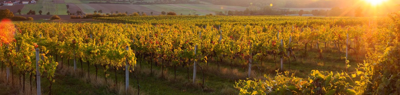 Herst-Wein, © Rene Kussnow