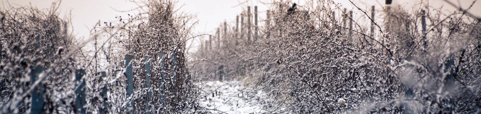 Winter_Wein, © Silke Ebster