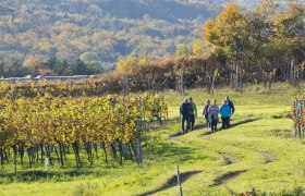 Wandern durch die Weingärten, © Johann Ployer