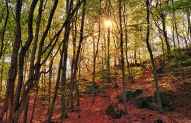 Wald im Herbst, © Johann Ployer