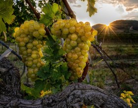 Weintrauben bei Sonnenuntergang, © Johann Ployer