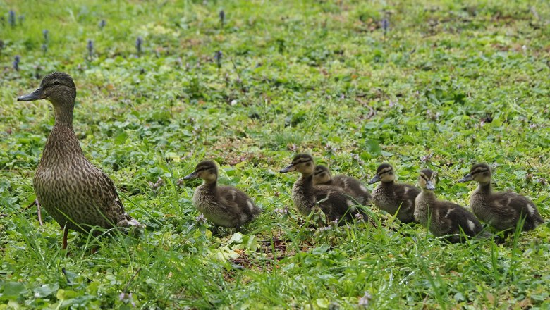 Entenfamilie, © Johann Ployer