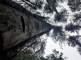 B&auml;ume, &copy; Wienerwald