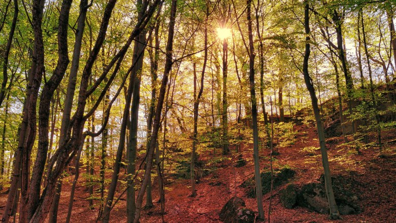 Wald im Herbst, © Johann Ployer