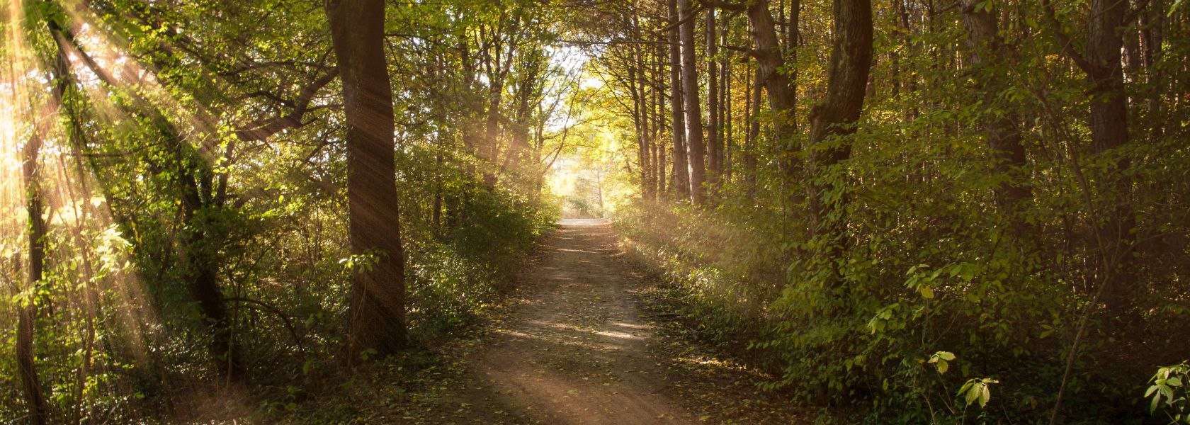 Frühling-Wald, © Silke Ebster